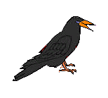 Il corvo